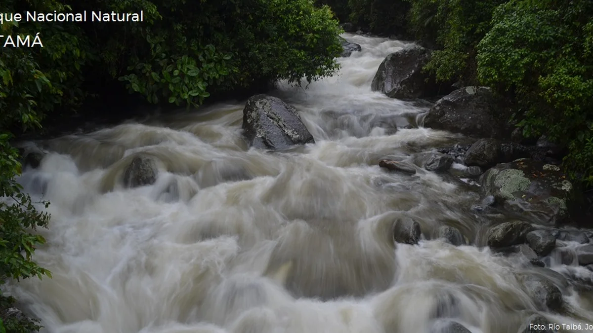 Parque Nacional Natural Tatamá, selva pluvial del Chocó biogeográfico